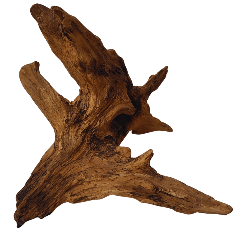 Wurzel