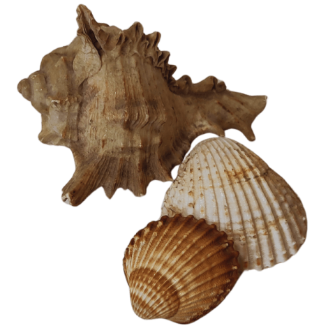 drei verschiedene Muscheln